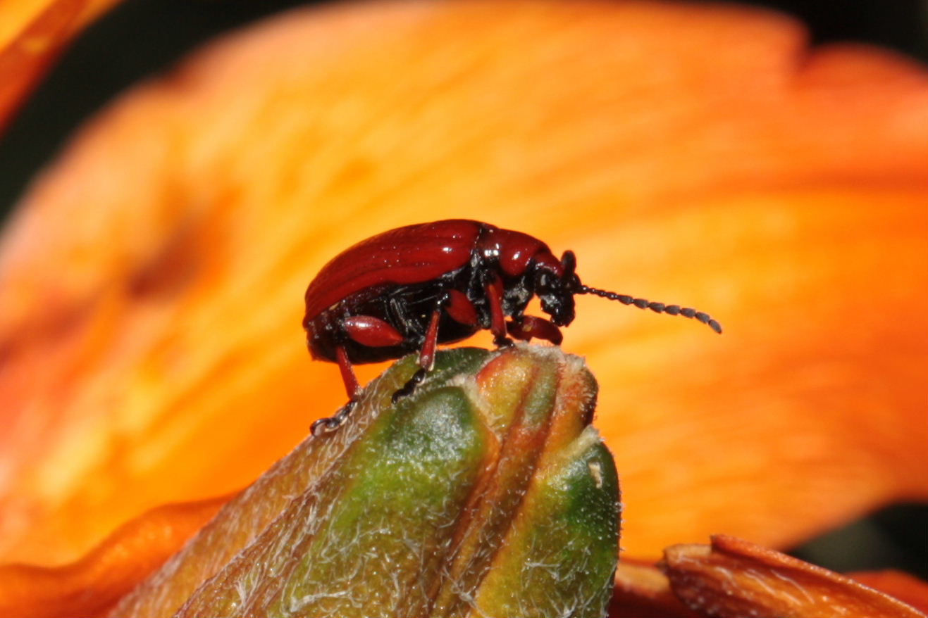 Coleottero rosso da ID. - Lilioceris sp.